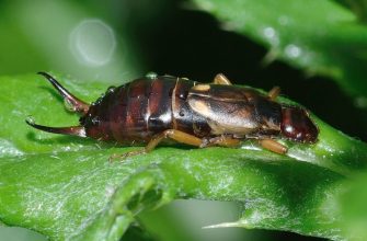 Earwig