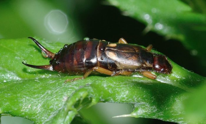 Earwig