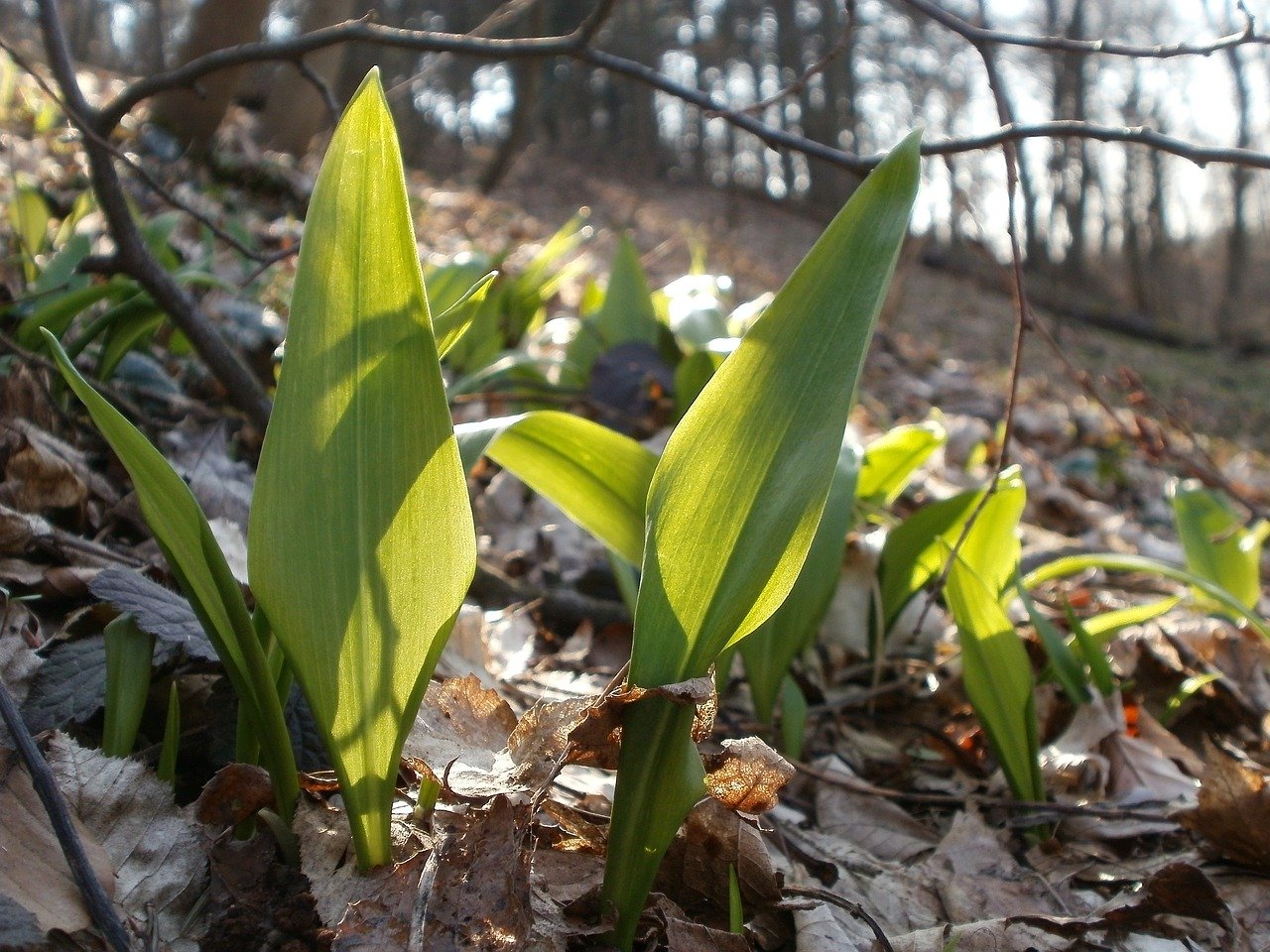 Wild garlic