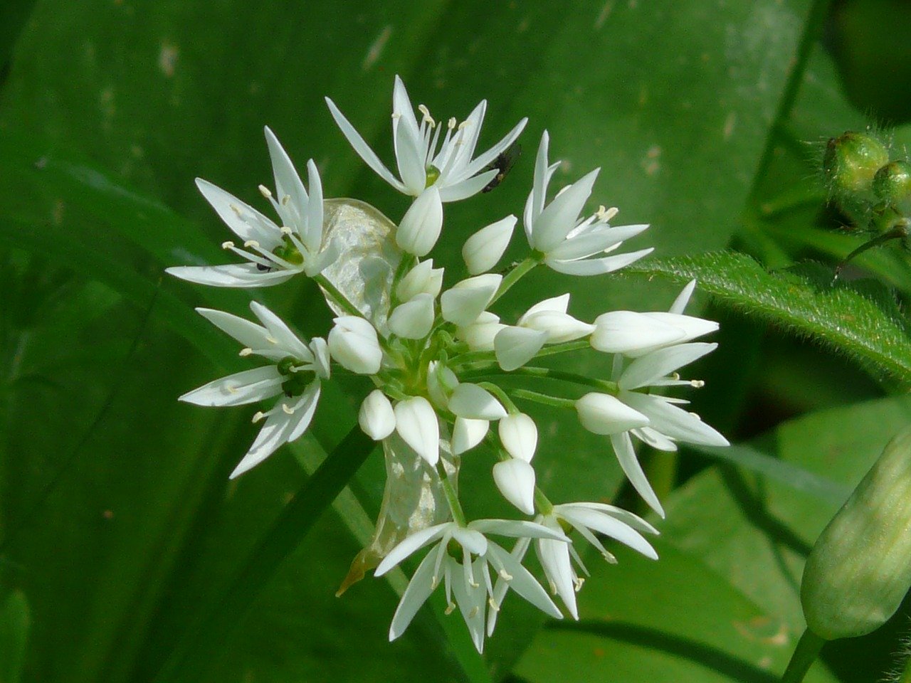 Wild garlic