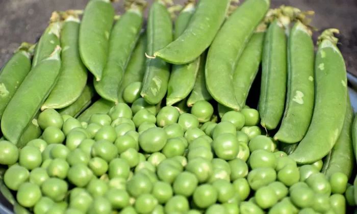 Pea