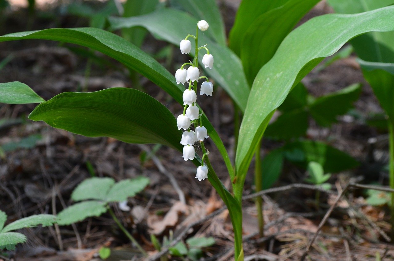 Wild garlic