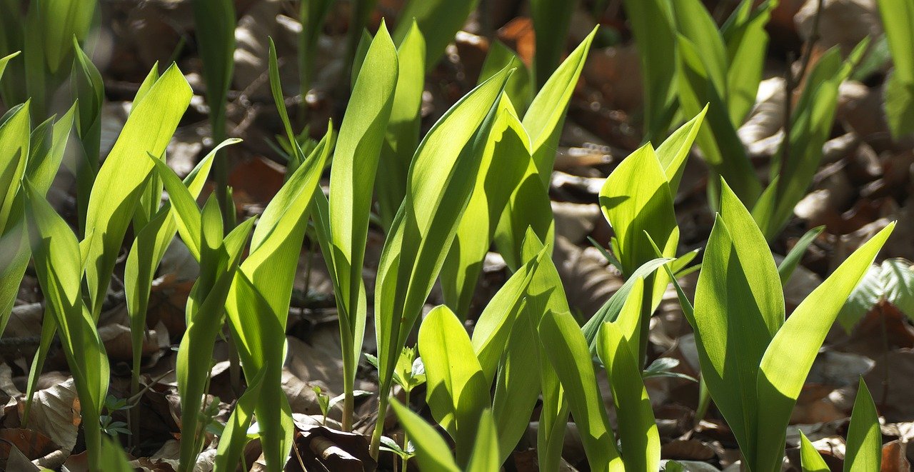 Wild garlic