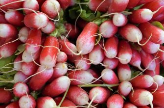 Radishes