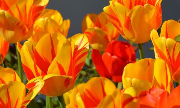 Tulips