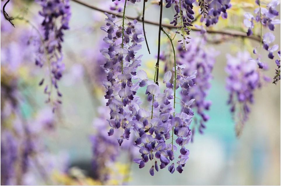 Wisteria