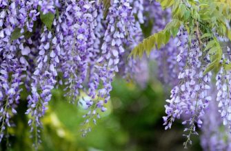 Wisteria