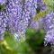 Wisteria