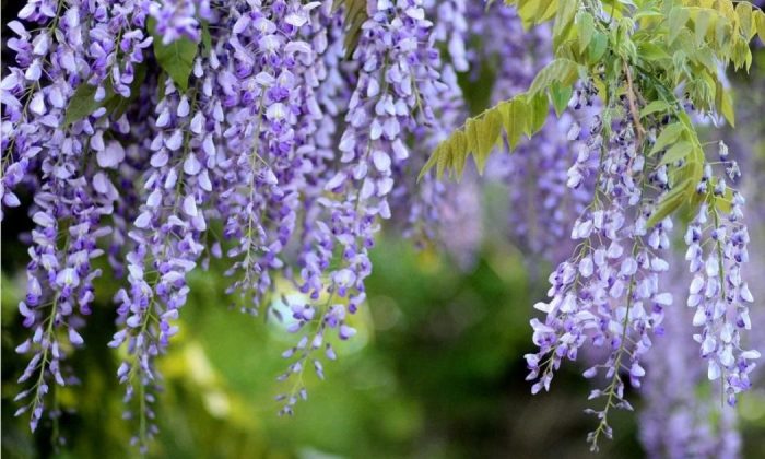 Wisteria