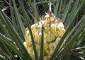 Yucca Schidigera