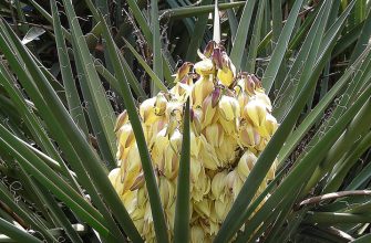 Yucca Schidigera