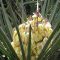 Yucca Schidigera