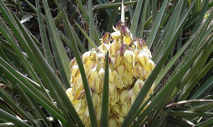 Yucca Schidigera