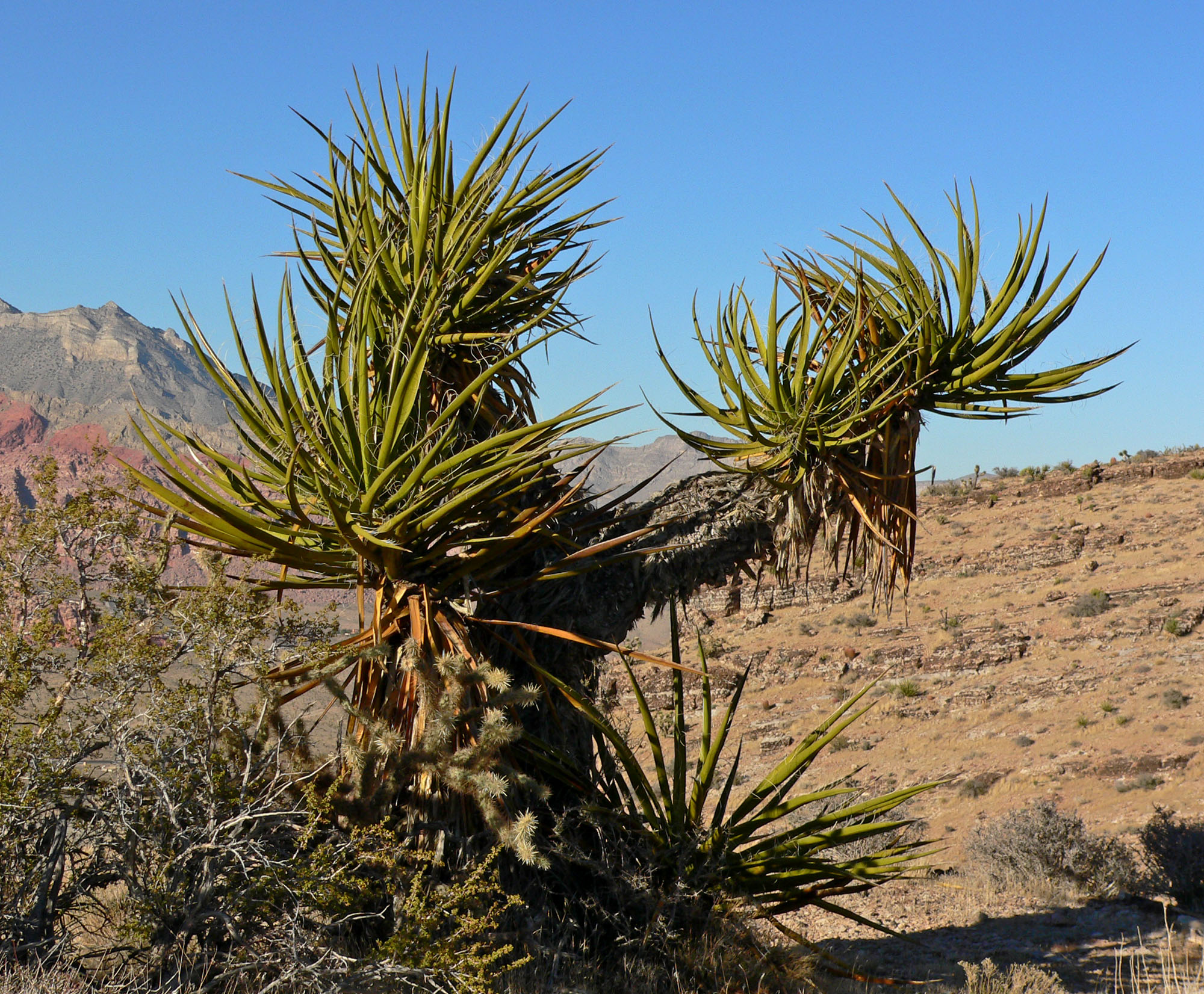 Yucca Schidigera 