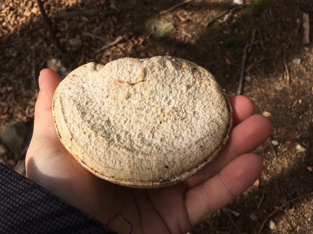 Birch polypore 