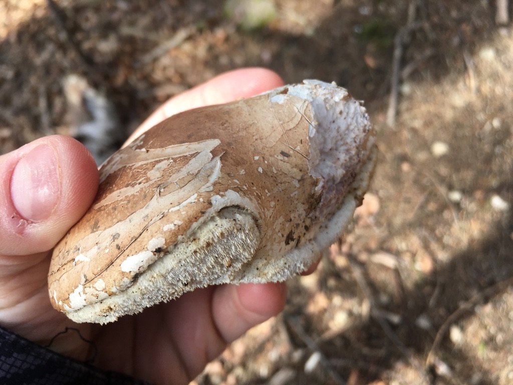 Birch polypore 