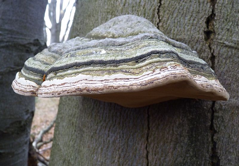 Birch polypore 