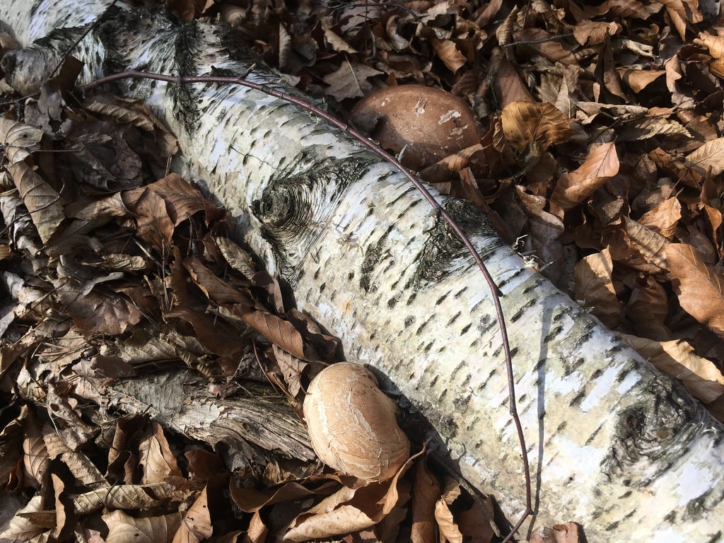 Birch polypore 