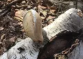 Birch polypore
