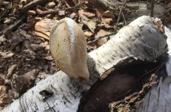 Birch polypore