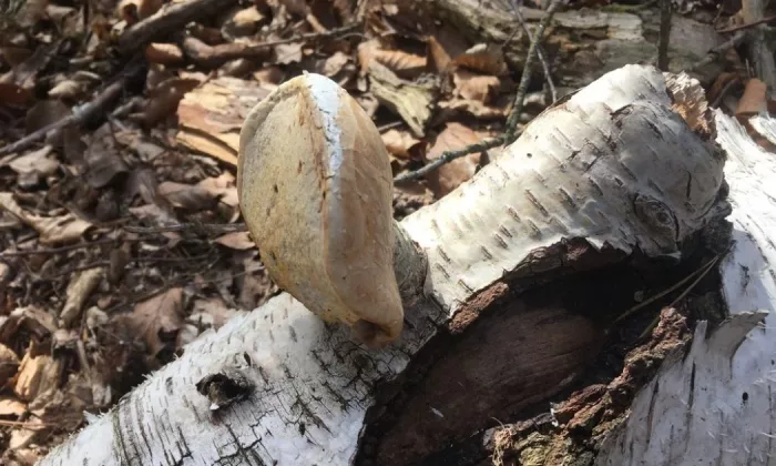 Birch polypore