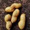 Peanuts