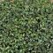 Boxwood