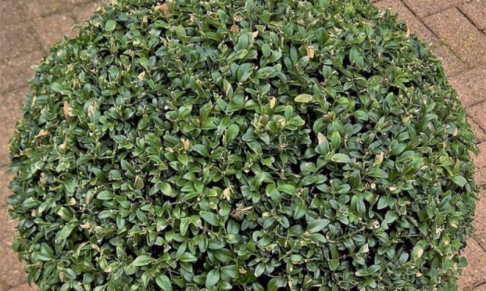 Boxwood