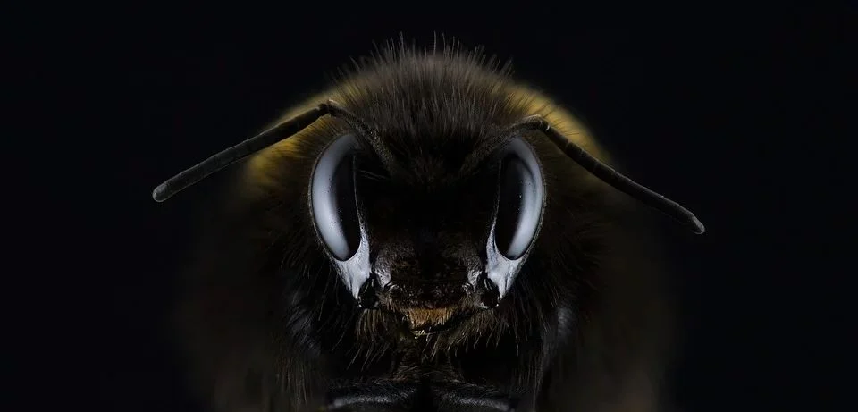 Bumblebees