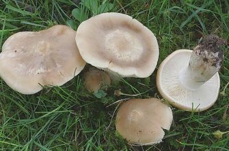 Mushroom