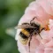 Bumblebees