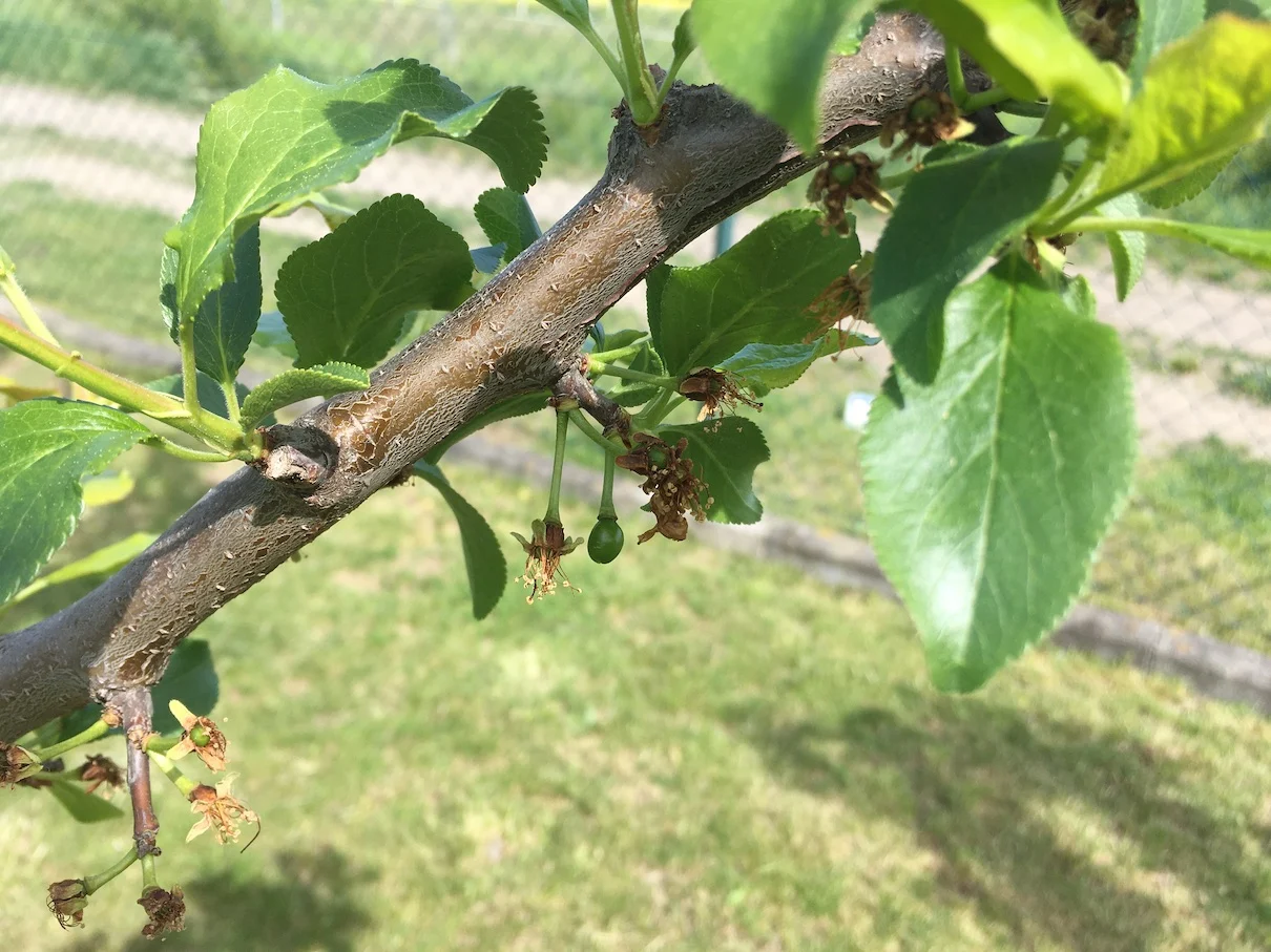 Plum trees