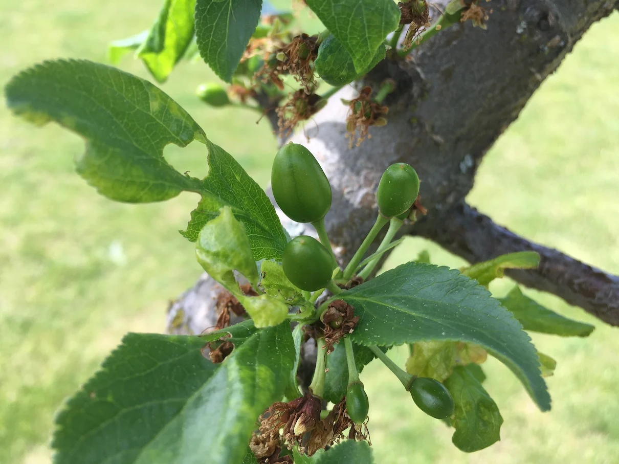 Plum trees