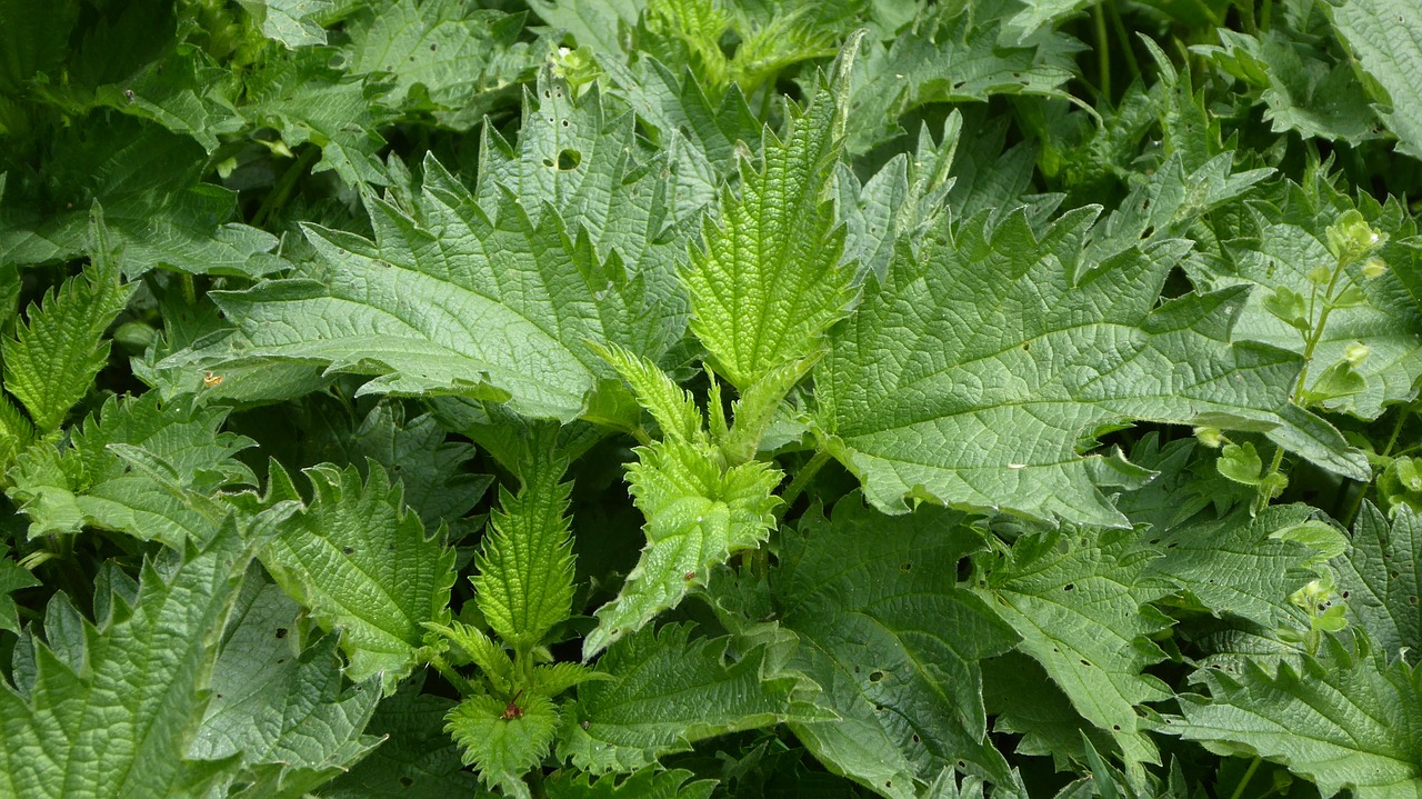 Nettles