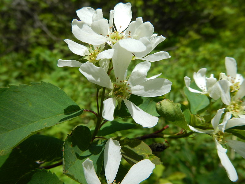 Indian blueberry