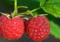 Raspberries