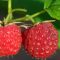 Raspberries