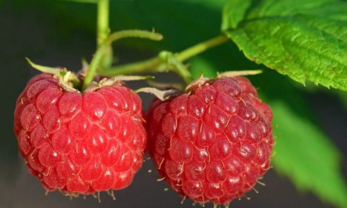 Raspberries