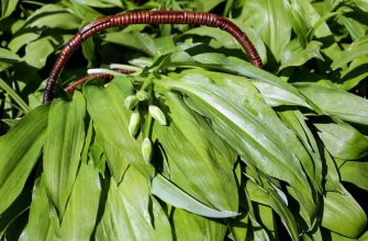 Wild garlic