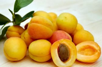 Miniature apricots