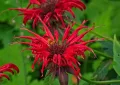 Monarda