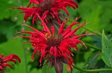 Monarda