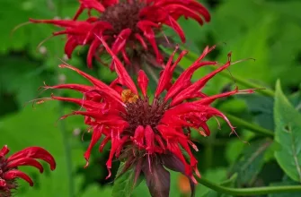 Monarda