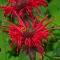 Monarda