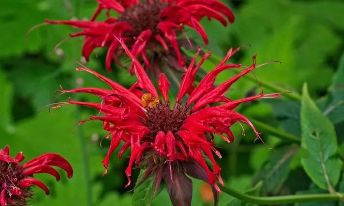 Monarda