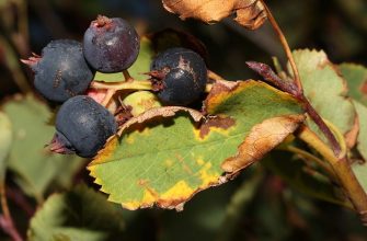 Indian blueberry