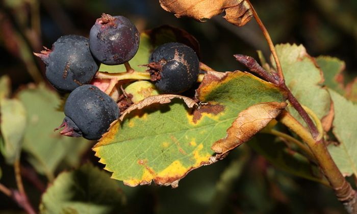 Indian blueberry