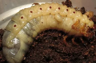 Larvae