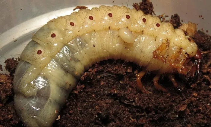 Larvae