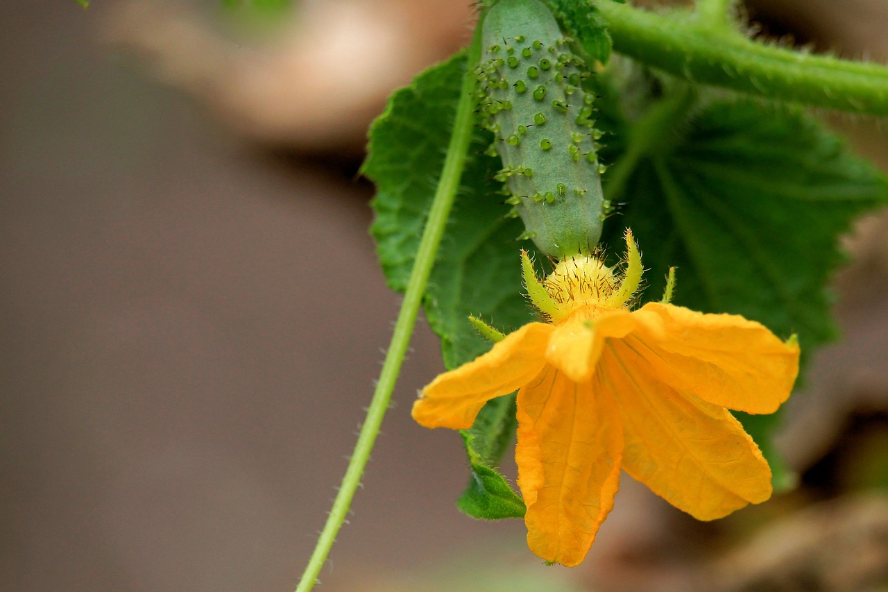 Cucumbers